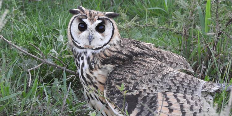 Se liberaron aves silvestres en Tegua