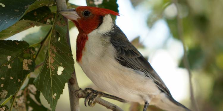 48 animales silvestres volvieron a su hábitat en Yocsina y en Cosme