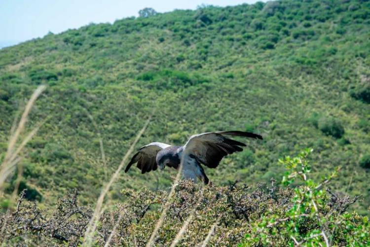 Liberaron más aves silvestres en el Camino del Cuadrado