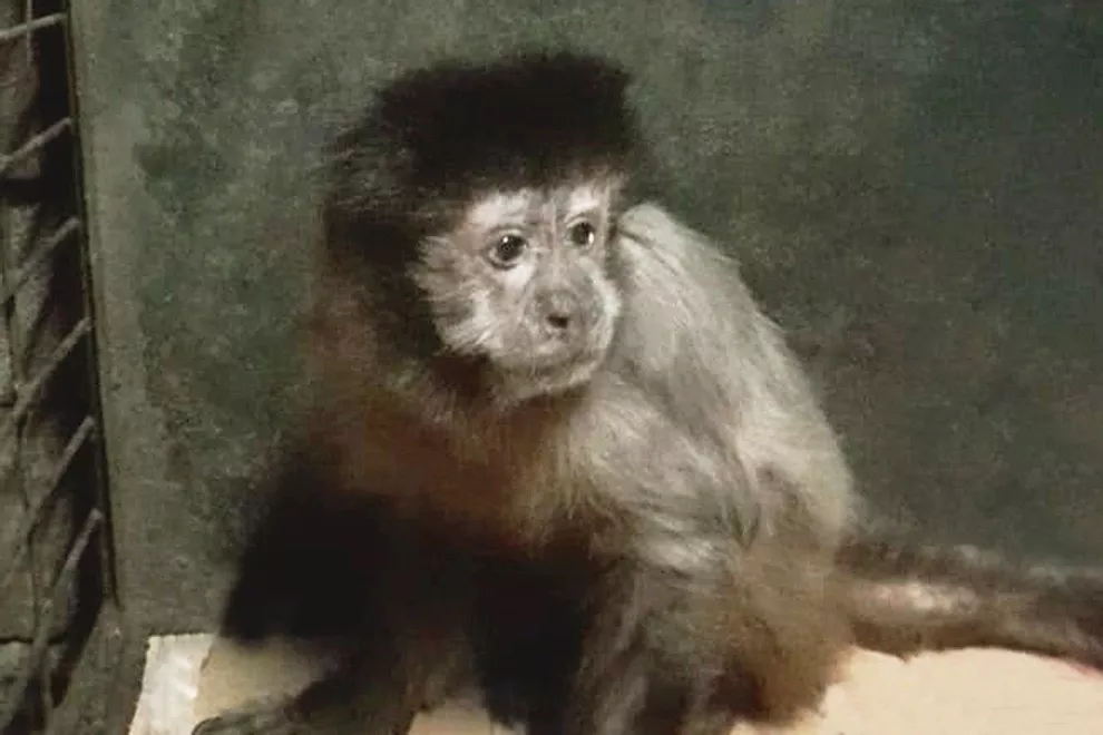 Rescataron una mona caí en una vivienda de Monte Cristo