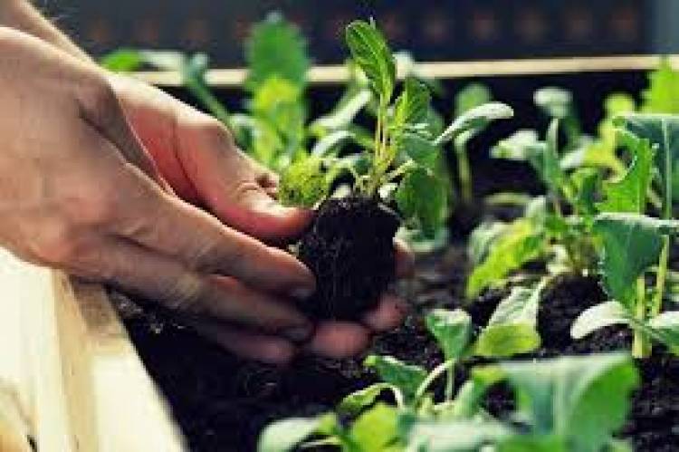 La Huerta en tu Hogar: lanzaron la temporada otoño-invierno 2023
