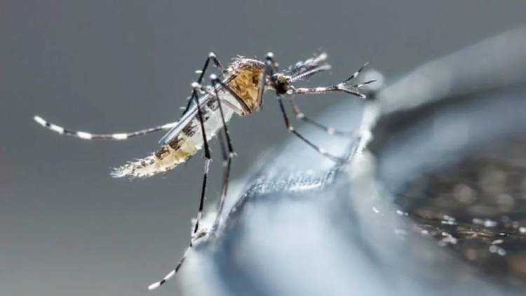 Dengue: suman 875 los casos en la provincia de Córdoba