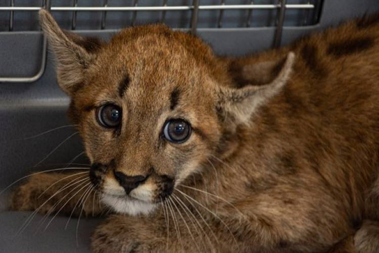 Encontraron un pumita en un campo de Cintra