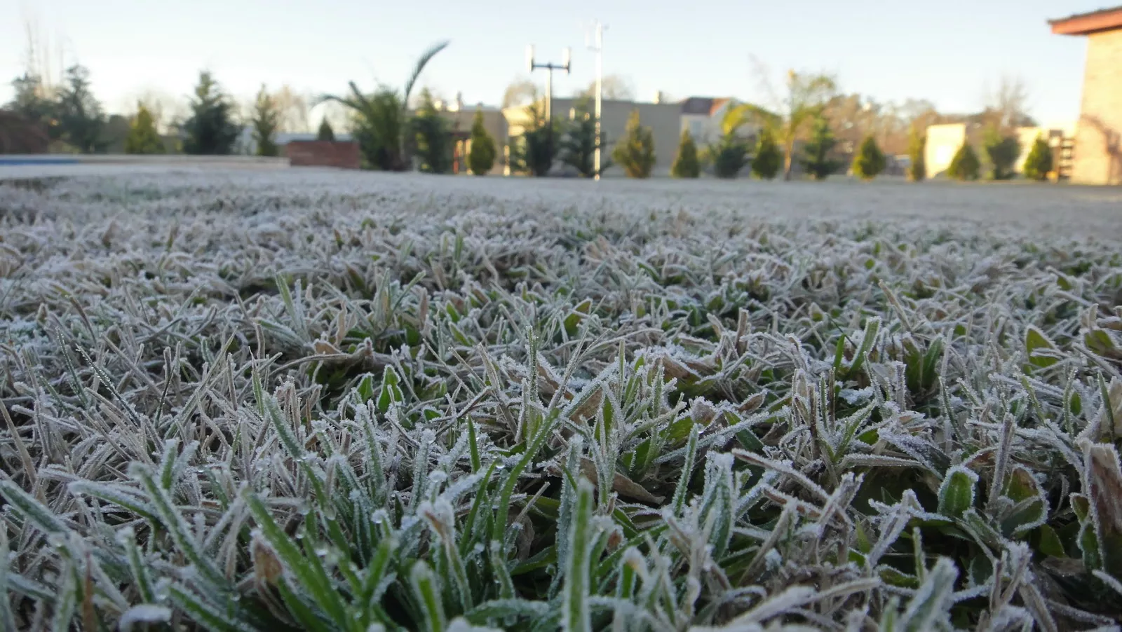 Declaran la emergencia agropecuaria en Córdoba por heladas