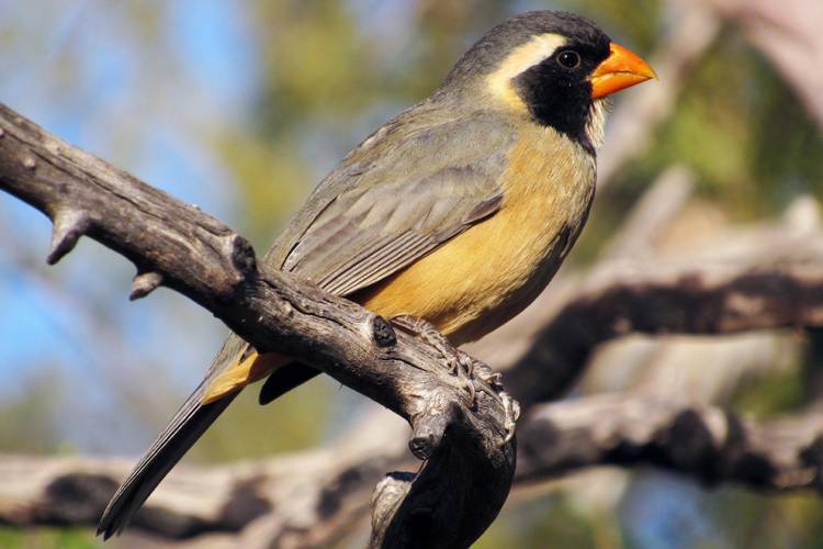 Policía Ambiental rescató 396 aves que se transportaban a Buenos Aires