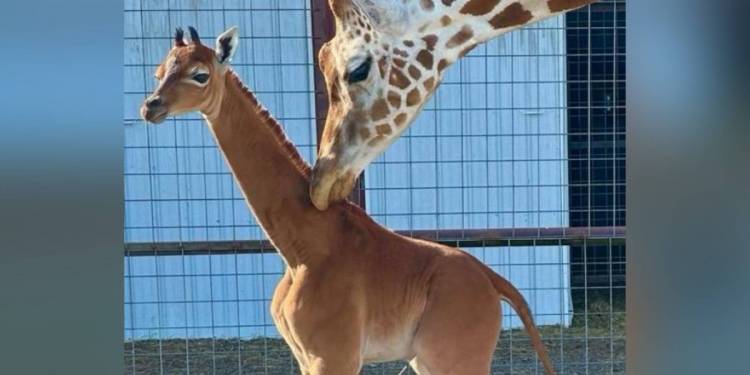 Una extraña jirafa bebé nace sin sus manchas características