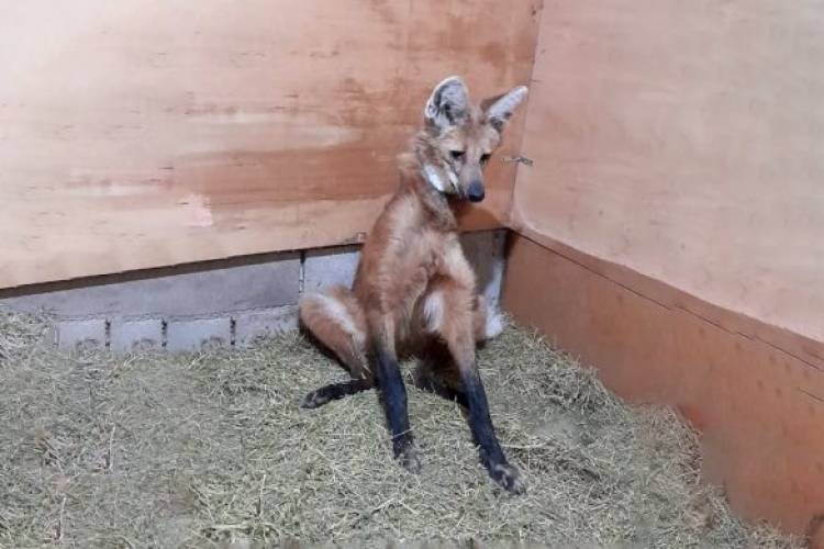  Rescataron un ejemplar de Aguará Guazú en Seeber