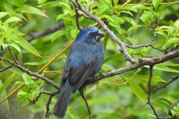 Se rescataron aves del cautiverio en El Fuertecito