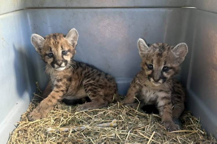 Dos cachorros de puma fueron rescatados y trasladados al Parque de la Biodiversidad