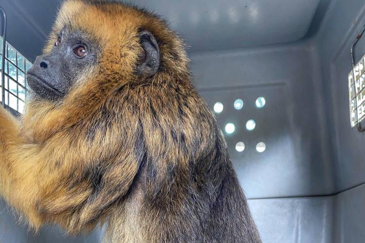 Rescataron una mona carayá de 18 años en Pozo del Molle