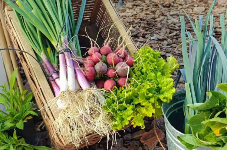 Huerta en tu Hogar: comenzó la distribución de kits de la temporada primavera-verano