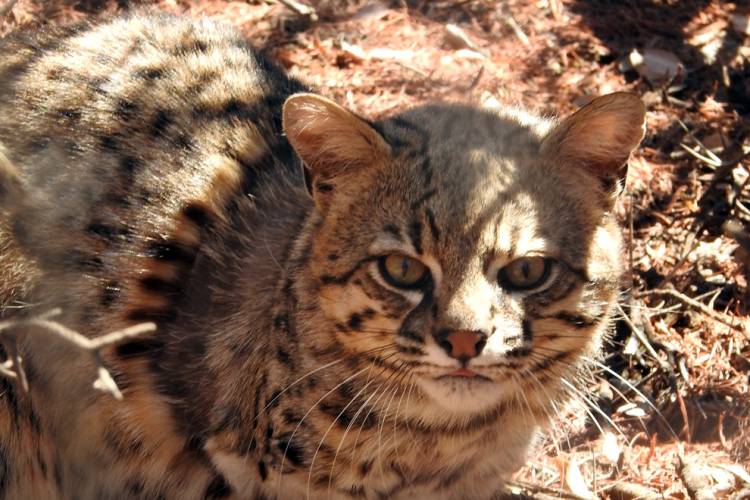 Policía Ambiental liberó fauna silvestre en Lozada y Guanaco Muerto