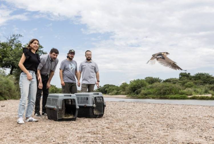 Casi 50 ejemplares de fauna silvestres regresaron a la naturaleza
