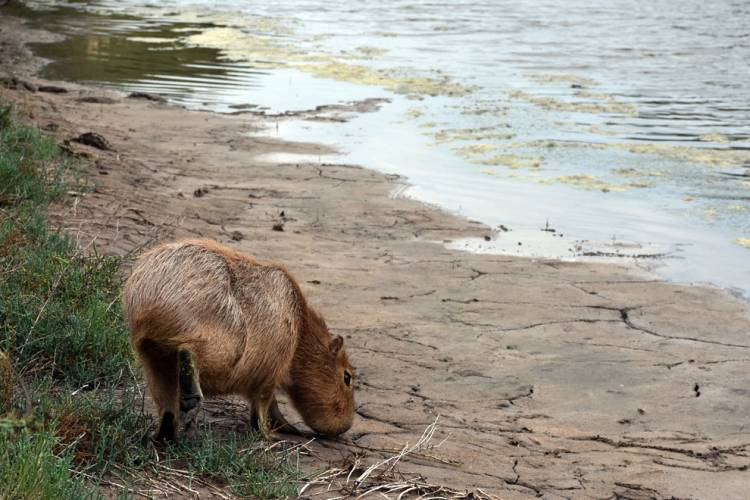 Policía Ambiental liberó un carpincho y 48 aves silvestres en Balnearia
