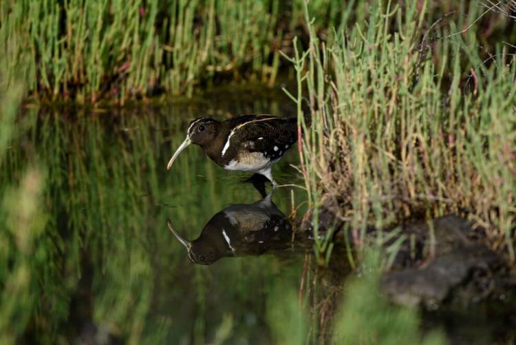 La Provincia impulsa políticas para conservar su patrimonio natural
