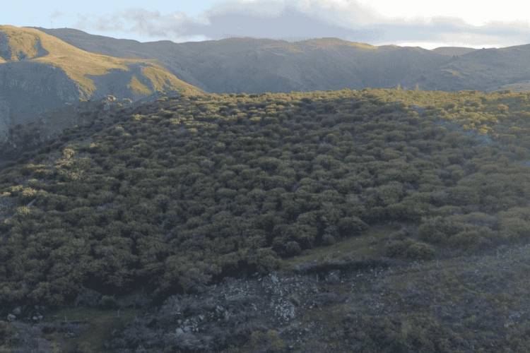 La Provincia prueba alternativas para controlar el avance de plantas exóticas en pastizales