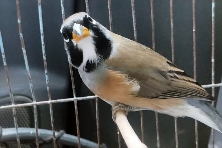 San Alberto: Policía Ambiental allanó cuatro viviendas y recuperó fauna silvestre