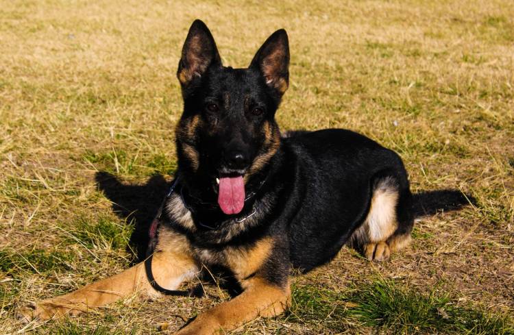 Se retiró el perro más veterano de la Brigada Canina de Policía Ambiental