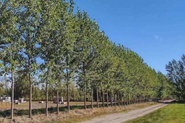 Municipio invita a sumarse a la forestación de la cortina forestal sur del futuro pulmón verde