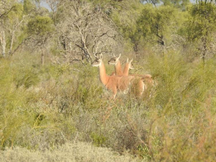 Declaran monumentos naturales provinciales a ocho especies animales