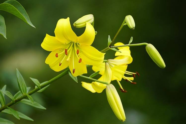 La Rancherita: combaten el lirio amarillo como especie invasora para proteger el medio ambiente