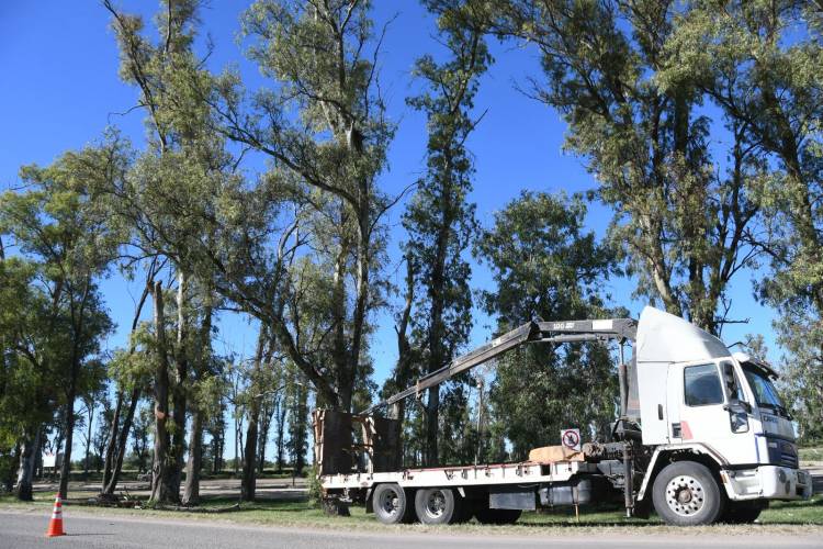 El Municipio interviene los eucaliptus de Av. Maipú