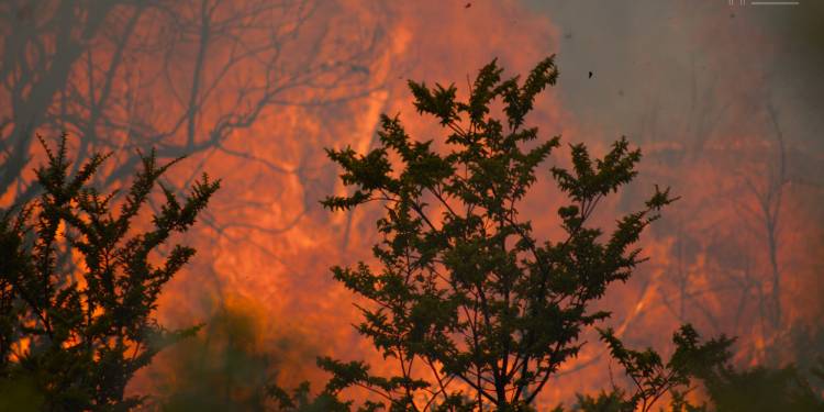Alerces, por los incendios que ya arrasaron más de 10 mil hectáreas
