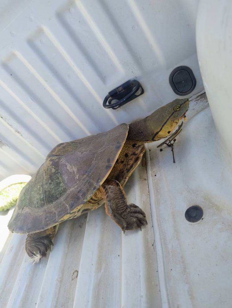 Rescataron una tortuga acuática en barrio San Cayetano