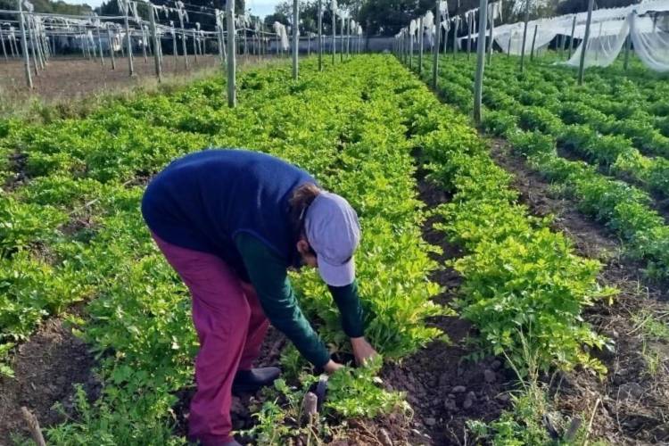 Ya están abiertas las inscripciones al programa La Huerta en Tu Hogar 2026