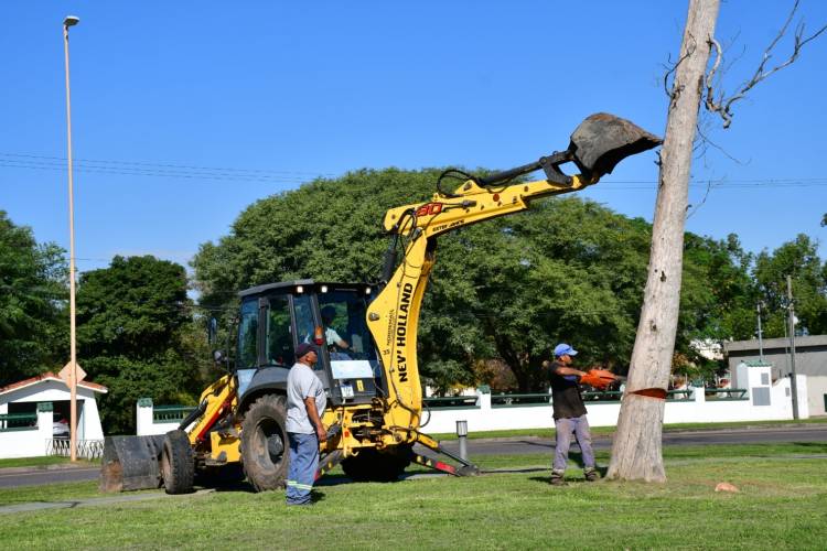 Intervención municipal: retiran árboles deteriorados para reforzar la seguridad vial y peatonal
