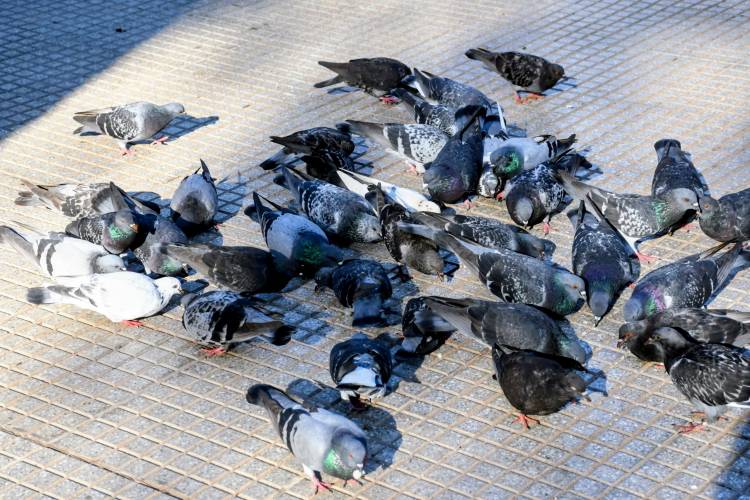 Silvina Martín: "La sobrepoblación de palomas requiere una intervención integral y sostenida"