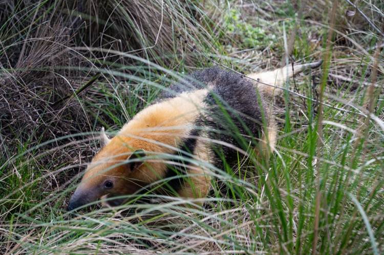 La Policía Ambiental realizó una importante liberación de fauna silvestre en el departamento Pocho